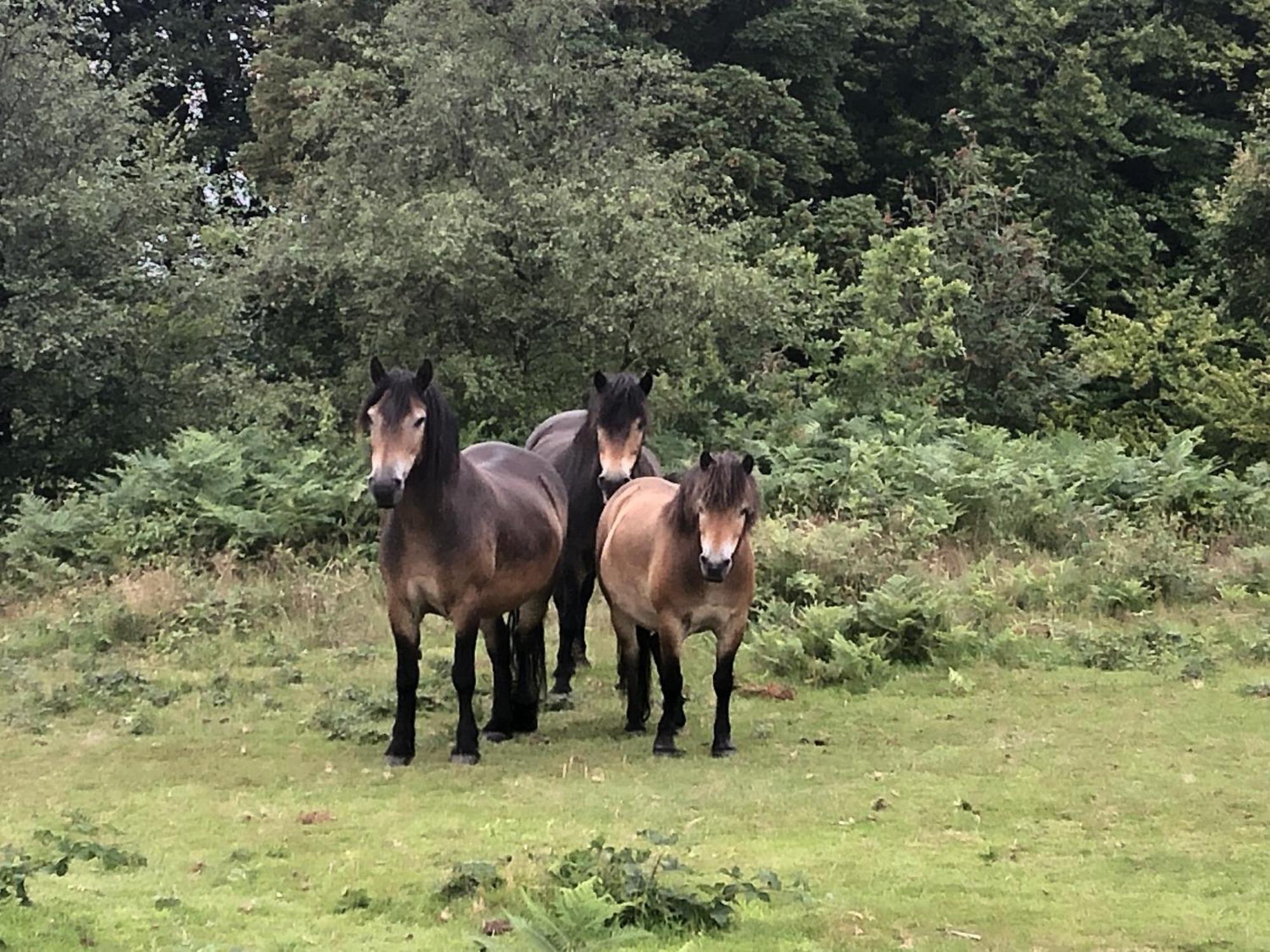Tvf Stable * Nether Stowey